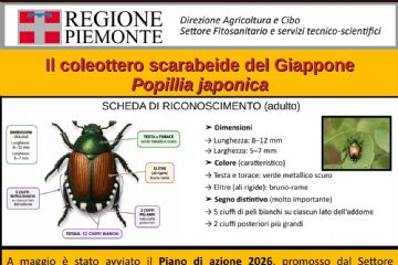 Popillia japonica - Avvio del Piano d’Azione 2026